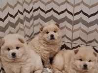 A-KALİTE BEYAZ CHOW CHOW BEBEKLER