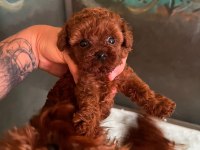 Kore teacup poodle bebeklerimiz