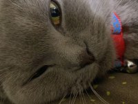 Scottish fold yavru