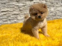 Pomeranian boo yavru