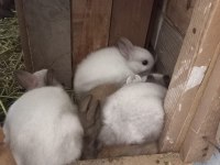 Safkan Cüce Tavşan