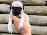 Safkan Gül Kuyruk Pug Yavruları