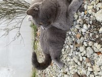 Çiftleştirmek için dişi kedimiz