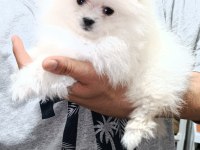 Pomeranian Boo Erkek Ve Dişi Yavrularımız