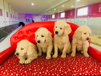 Golden Retriever Yavrularımız