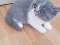 Muhteşem güzellikte scottish fold yavrularımız