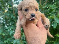 0 numara maltipoo