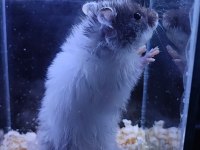 Yavru hamster