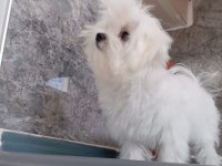 Ev üretimi kore kan, safkan maltese yavrular