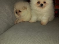 Pomeranian Boo Ayı surat Yavrular