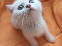 Oyuncu ve sevimli mavi boncuk scottish fold