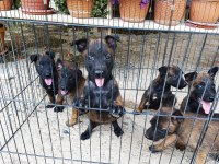 Belçika malinois dişi erkek yavrular