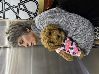 Toy Poodle 3 Aylık Yavru