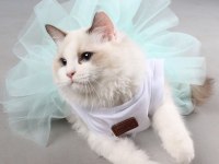 Safkan Şecereli Ragdoll