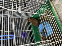 Ücretsiz Hamster Yavrular