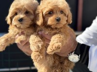 Petmode köpek çiftliğiinde zyarete açık kore maltipoo