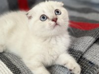 Saf kan ayı surat scottish fold yavrular