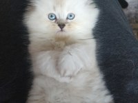 British Longhair Yavrumuz