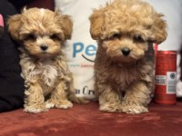 Ankarada ziyarete açık kore maltipoo yavrular