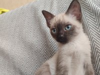 SİYAM KEDİSİ YAVRU