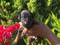 A KALİTE SCR'Lİ DOBERMAN YAVRULAR