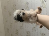 Saf Kan morkie maltess 2,5 aylık erkek