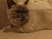 British shorthair çipi ve pasaportu vardır
