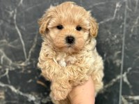 Kore Maltipoo