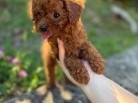 TOY POODLE YAVRULARI