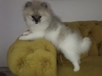 Pomeranian boo disi tea cup