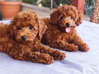 Toy Poodle Köpekler