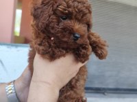 Kilo Garantili Kore Kan Red Brown Toy Poodle Yavrular