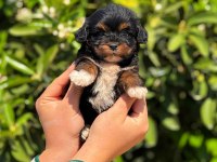 Tatlı maltipoo yavrumuz