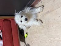 Maltipoo köpeği