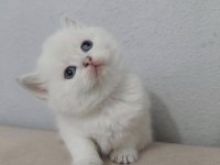 BRİTİSH SHORTHAİR KISA TÜYLÜ MAVİŞ