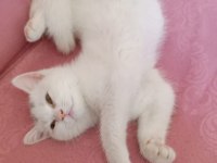 Beyaz british shorthair