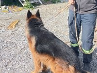 Showline longhair alman çoban köpeği
