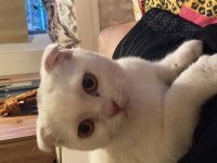 3aylık scottish kedi