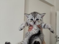 British Shorthair Yavrular