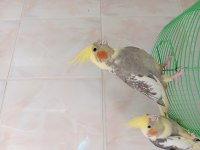 Minik sultan papağanı aşıklar