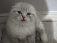 50 günlük scottish fold yavrularım