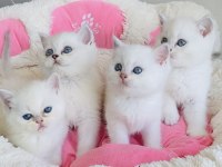 Maviş ns1133 british shorthair bebeklerim 