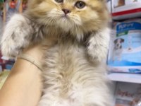 British longhair dişi golden minik aslan