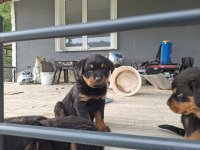 Can dostu rottweiler köpekler