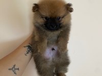 Pomeranian Boo 50 Günlük
