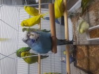 Show jumbo üst kalite mükemmel muhabbet kuşu yavruları