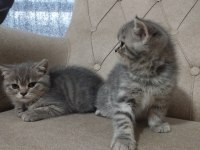 Saf Cins Sağlıklı British Shorthair Yavrular