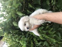 Son Kalan Birinci Sınıf Maltese Terrier Yavrumuz