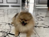 erkek eğitimli pomeranian boo
