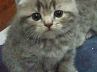 Bı lokma aşk scottish fold